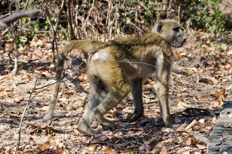 07 - Zambia - mono babuino - parque nacional Mosi-oa-tunya